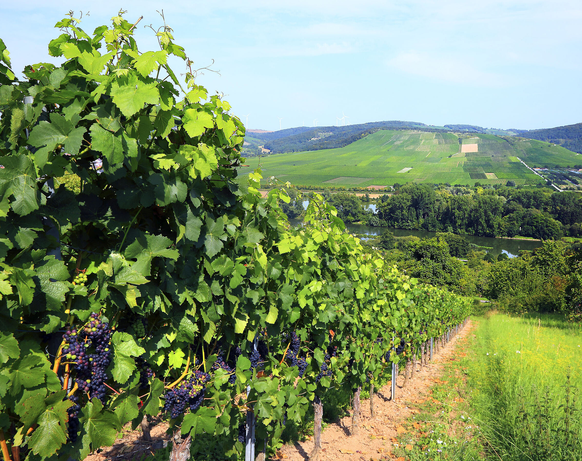 Im Vordergrund Weinreben mit reifen Trauben, im Hintergrund das Maintal