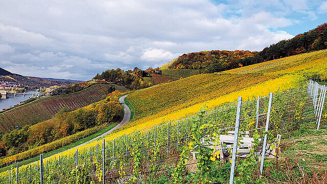 Wein im Sonnenschein: Spaziergang durch die Veitshöchheimer Weinberge