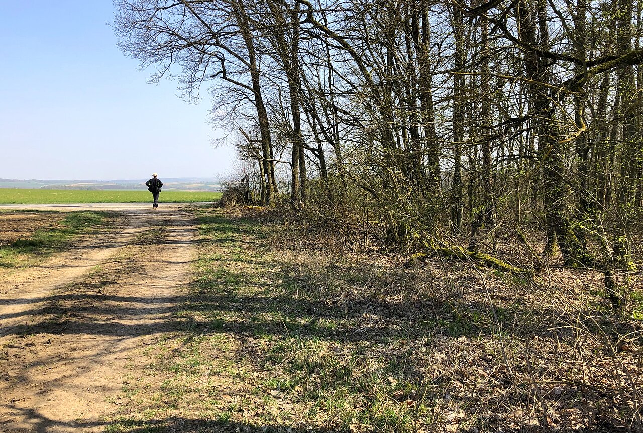 Eichblatt Wanderweg Veitshöchheim.jpg