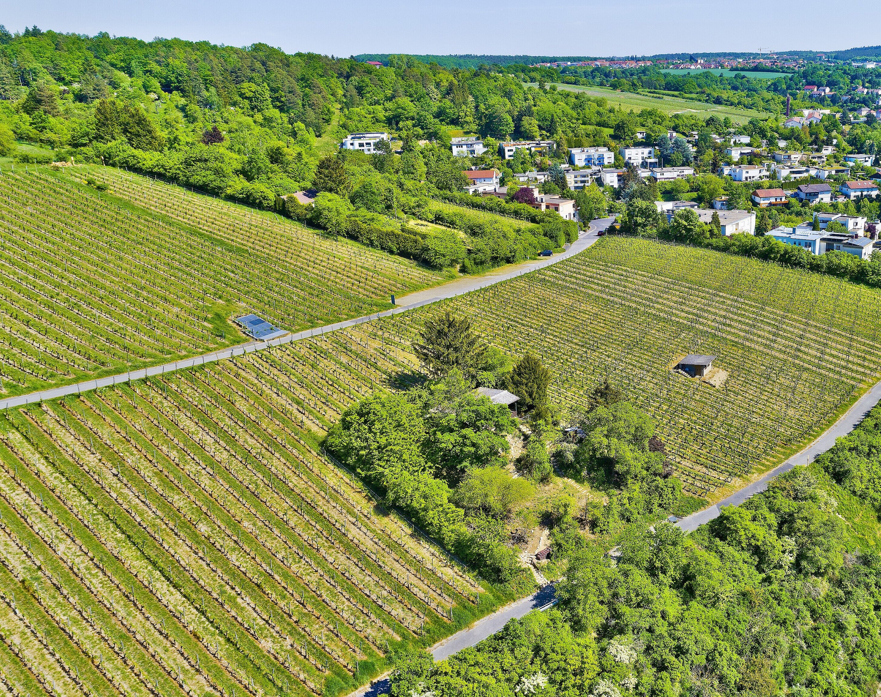 Blick auf die Veitshöchheimer Weinlage Sonnenschein