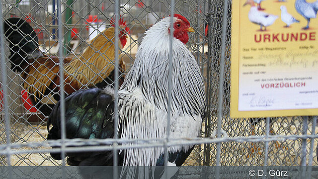 Geflügelschau des Geflügelzuchtvereins Veitshöchheim