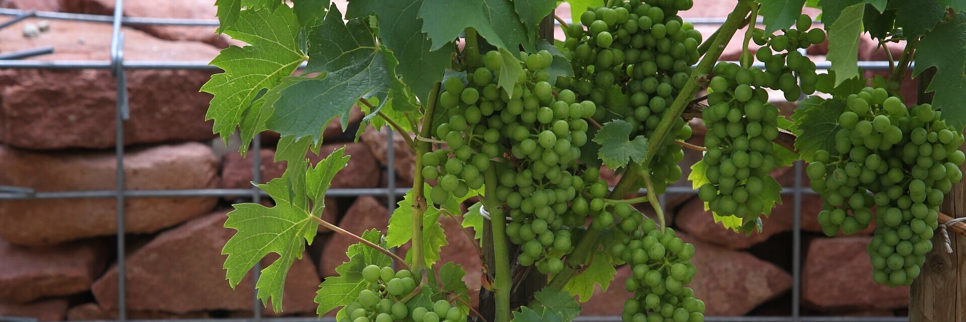Weinreben in der Landesanstalt für Wein- und Gartenbau