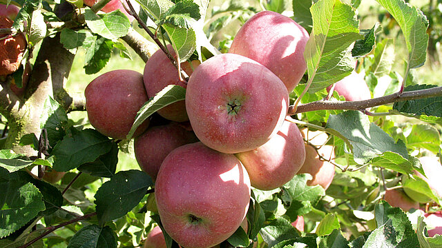 Den Garten entdecken: Workshops für Kinder