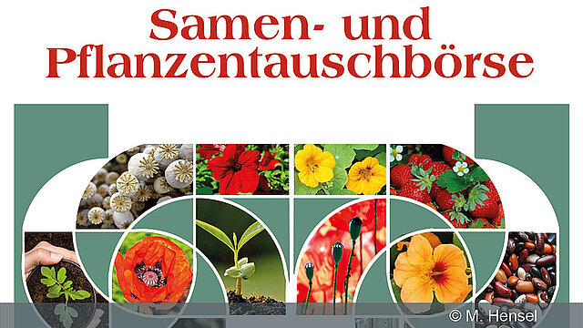 Verschönerungsverein: Samen- und Pflanzentauschbörse 2026