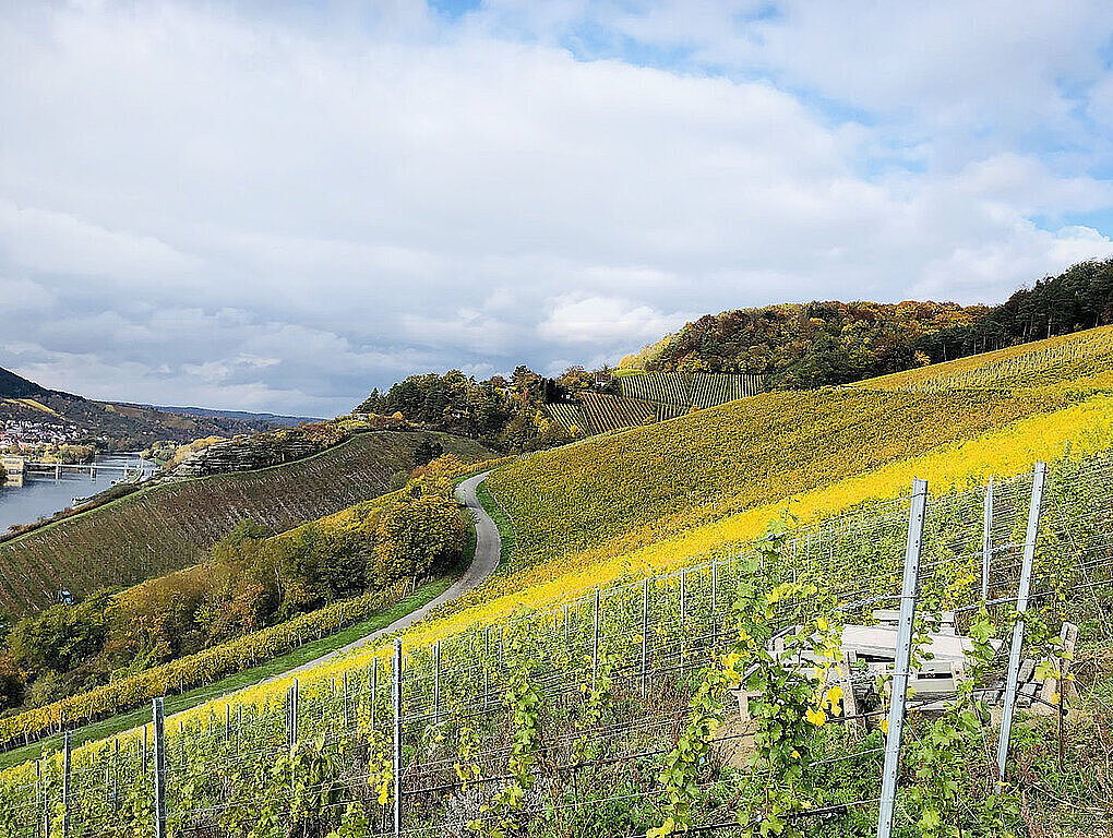 Veitshöchheimer Weinlage Sonnenschein - Petra Reichert-Südbeck Veitshöchheimer Weinlage Sonnenschein - Petra Reichert-Südbeck