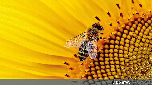 Den Garten entdecken: Workshops für Kinder
