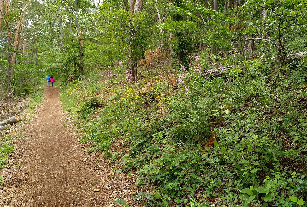 Eichblatt Wanderweg Veitshöchheim.jpg