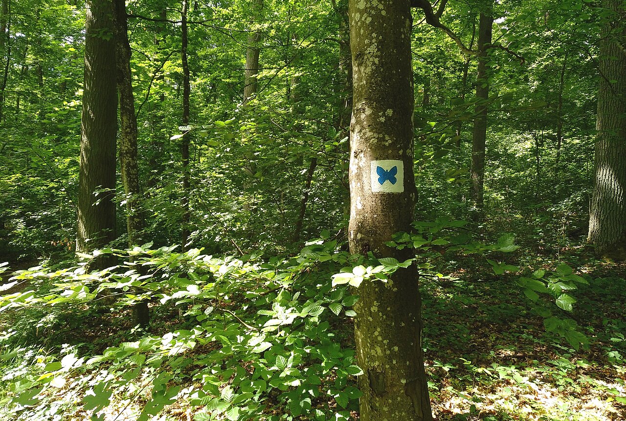 Wanderweg Schmetterling Veitshöchheim.jpg