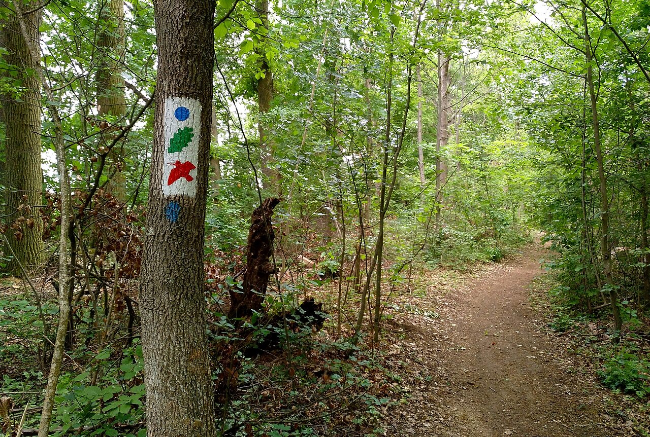 Wanderweg Blauer Punkt Veitshöchheim.jpg