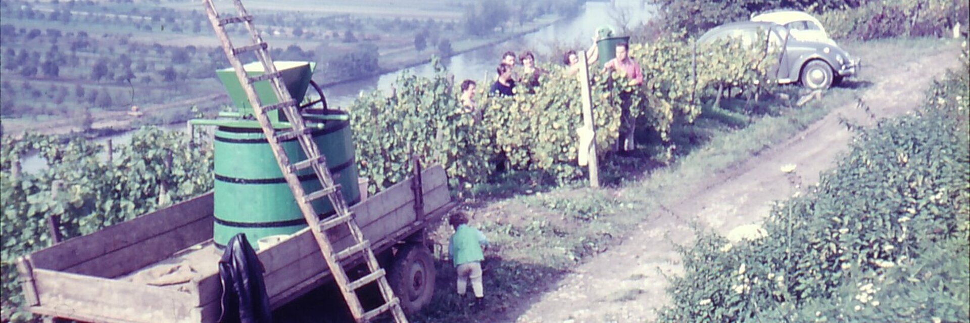 Historische Aufnahme der Weinernte in der Veitshöchheimer Weinlage Sonnenschein. Weinbauern bei der Arbeit in den Weinbergen