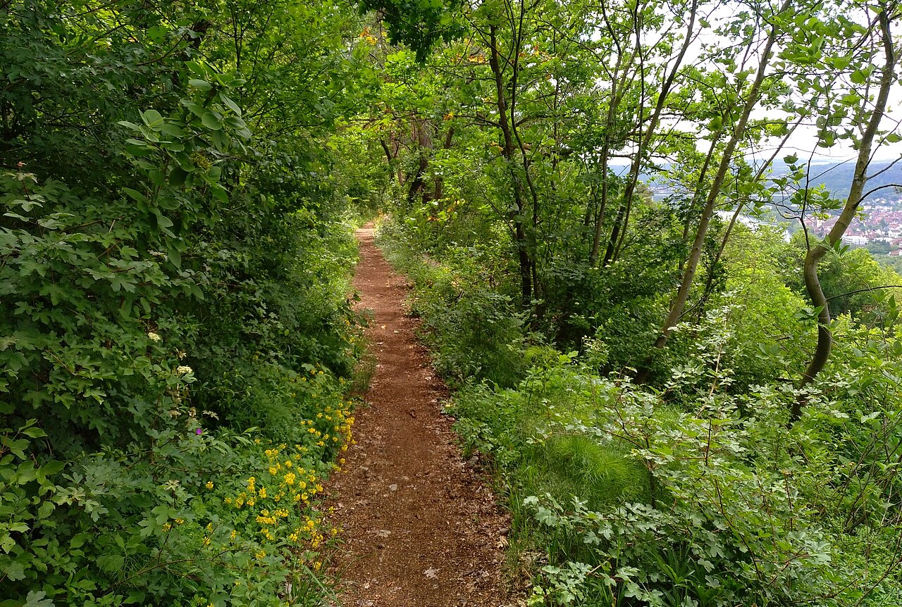 Eichblatt Wanderweg Veitshöchheim.jpg