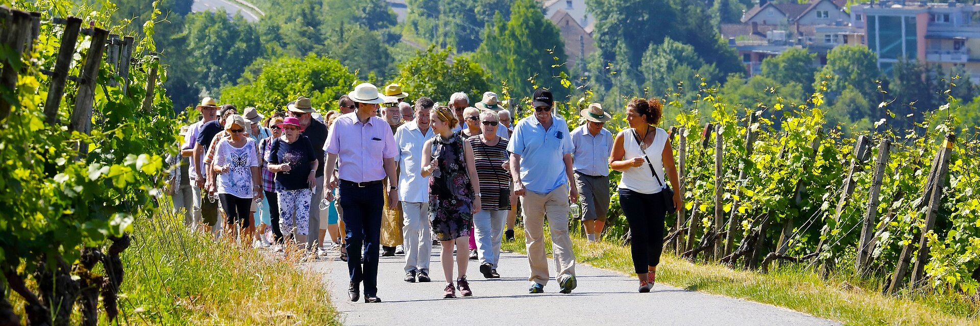 Besucher des Weinschlenderns wandern die Veitshöchheimer Weinlage Sonnenschein entlang