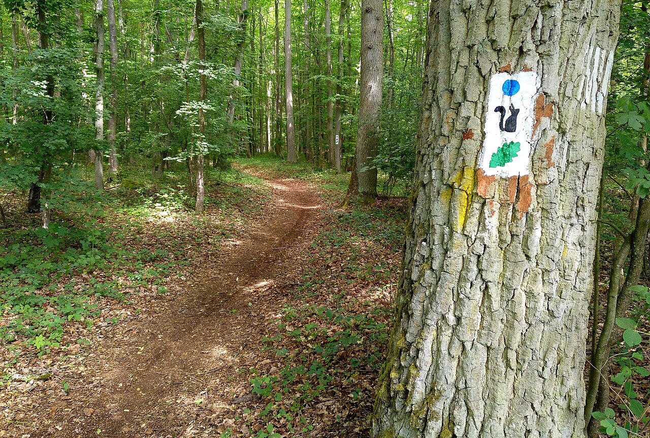 Wanderweg Blauer Punkt Veitshöchheim.jpg