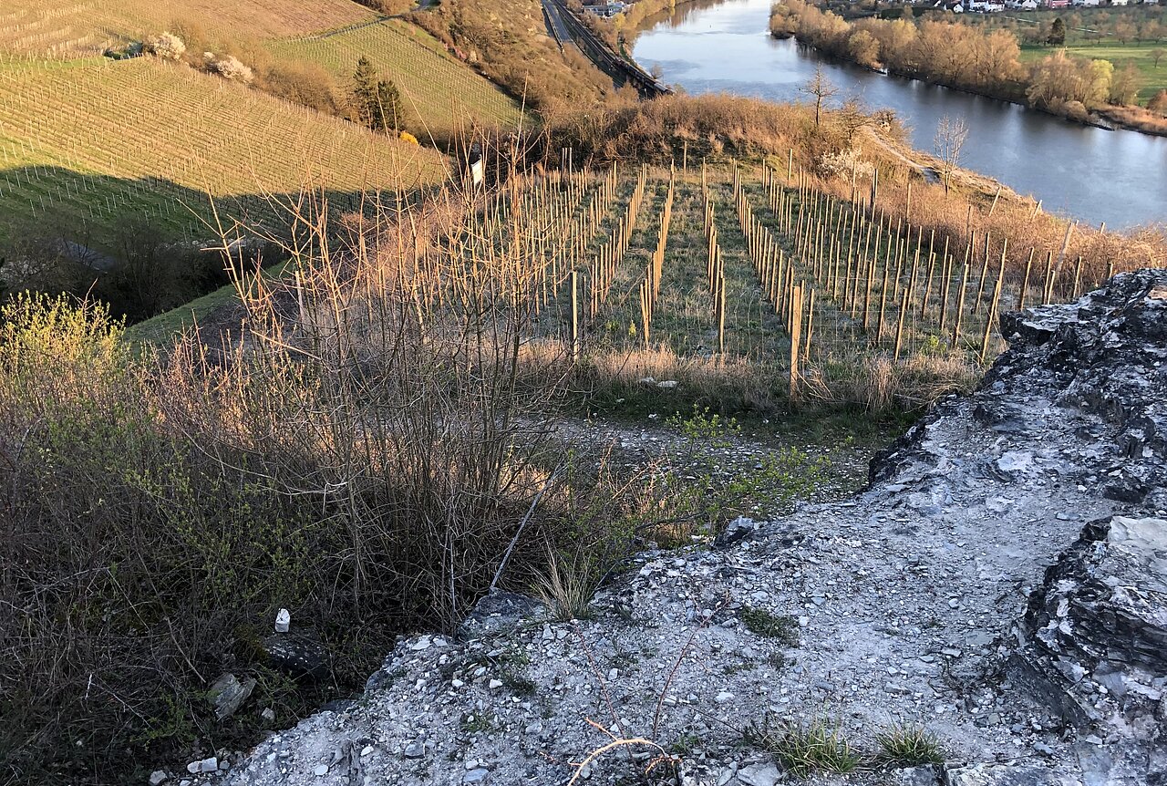 Burgruine Ravensburg.jpg