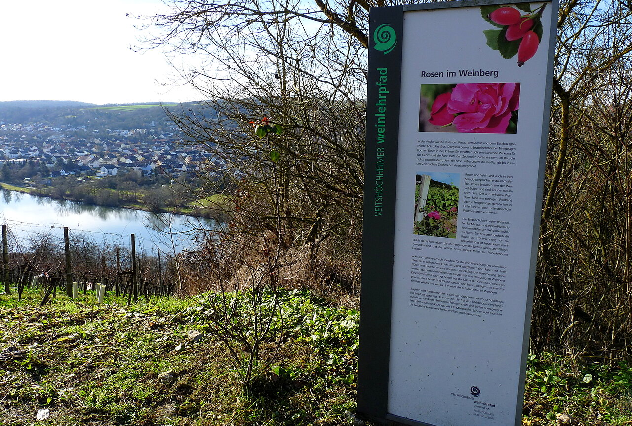 Weinlehrpfad Veitshöchheim Informationsschild.jpg