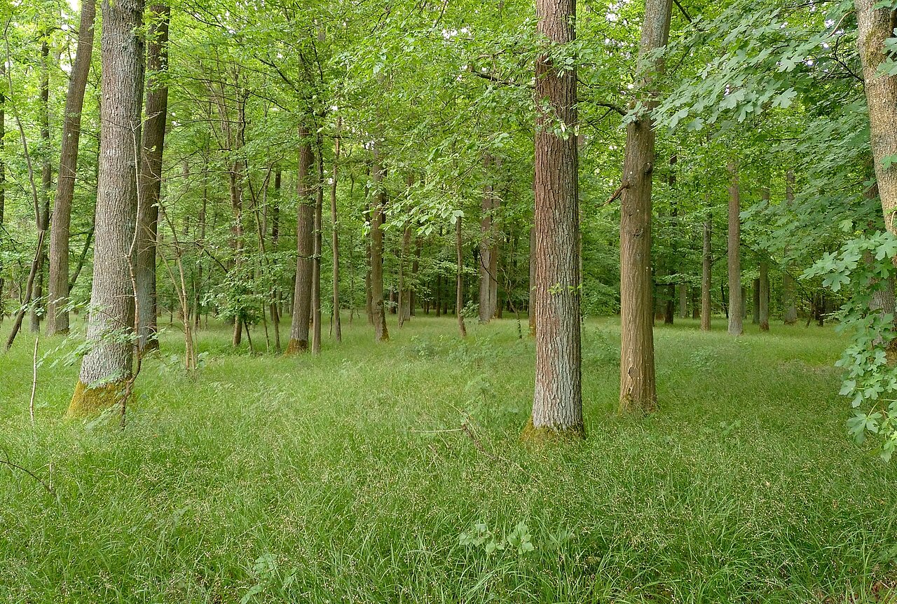 Eichblatt Wanderweg Veitshöchheim.jpg