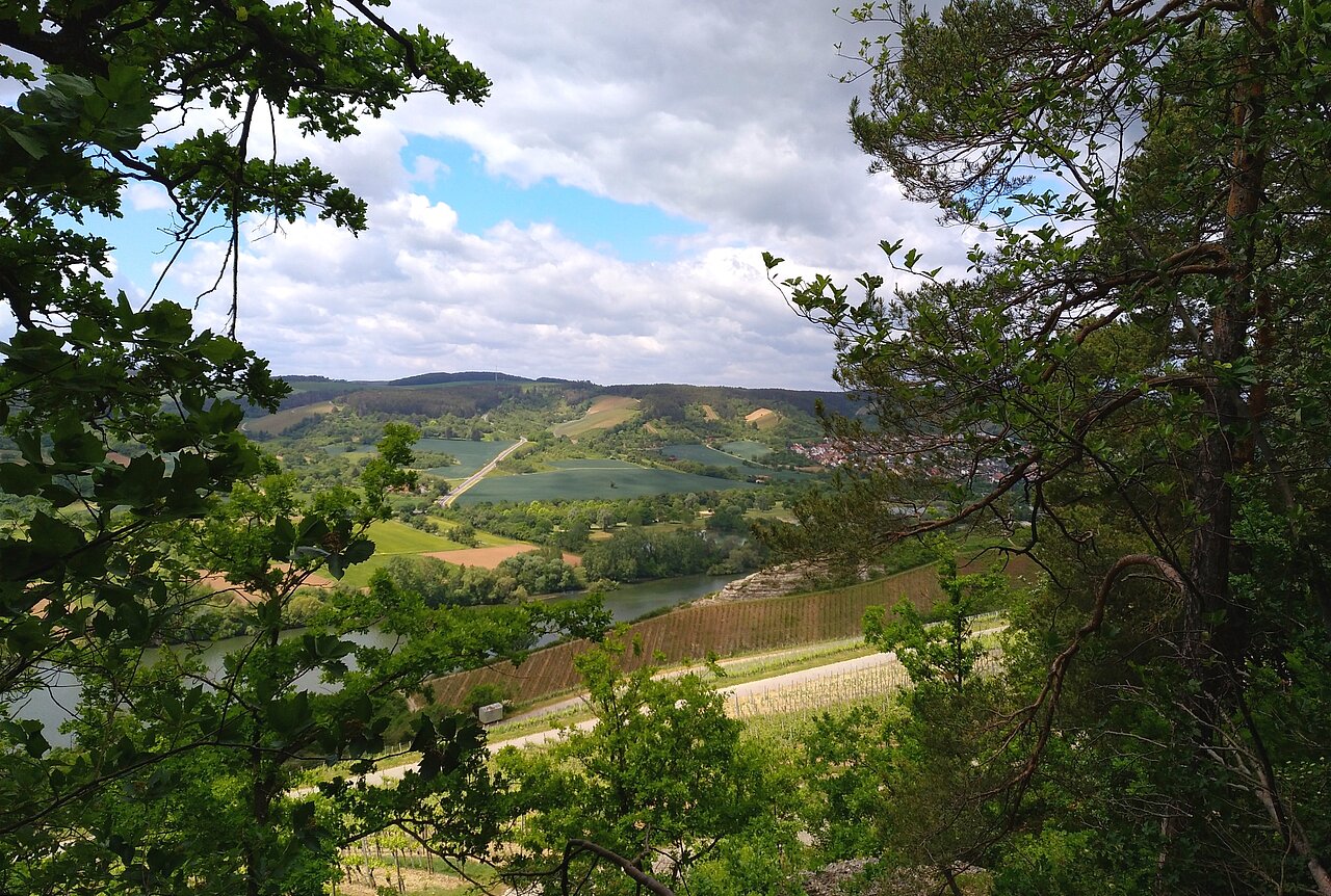 Eichblatt Wanderweg Veitshöchheim.jpg