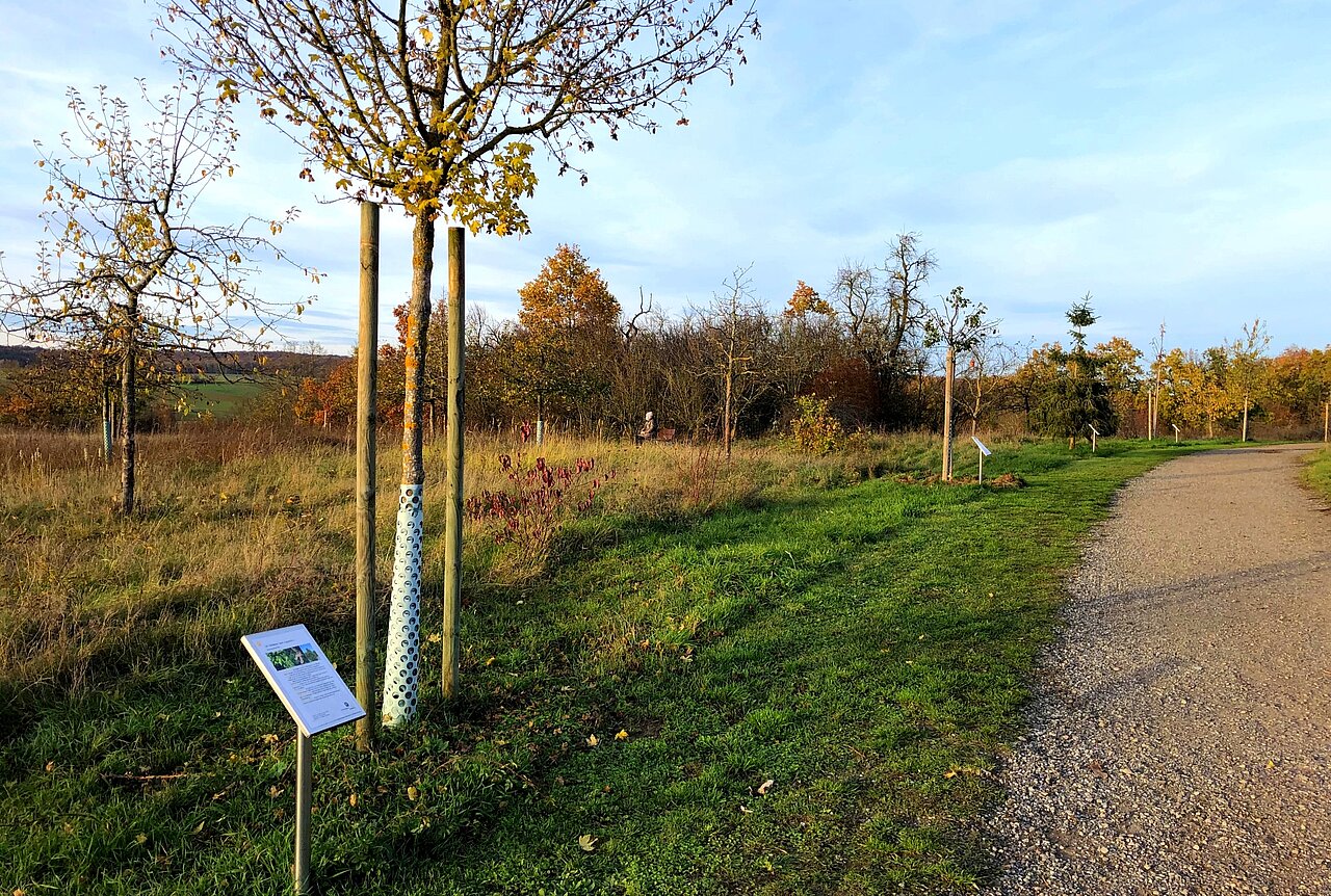 Weg der Jahresbäume in Veitshöchheim