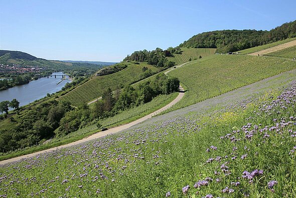 Am Sonnenschein - Dieter Gürz